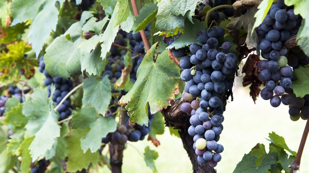 Altomonte e desgutação de Vinho