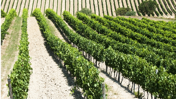 Altomonte e desgutação de Vinho