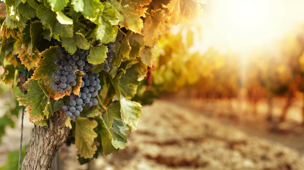 Altomonte e desgutação de Vinho