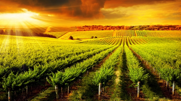 Altomonte and Wine tasting
